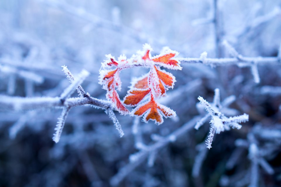 Cold, Contrast, Morning