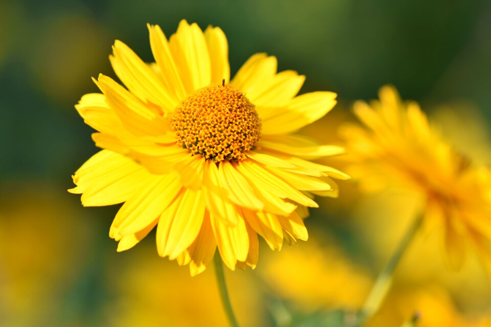 Beautiful yellow chamomile