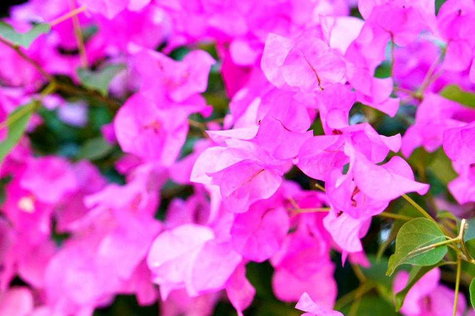 Elche, Spain, Flower