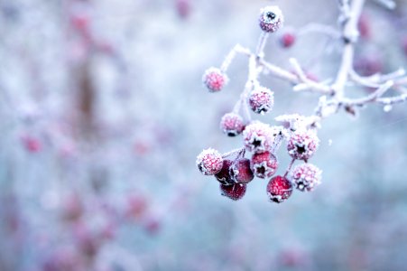 selective focus photo of frozen round red fruits photo