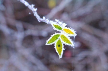 Green leaves, Winter, Frozen
