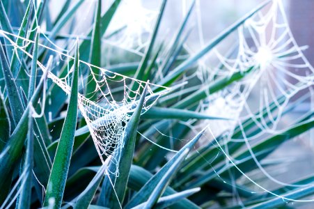 Green, Cold, Cobweb photo