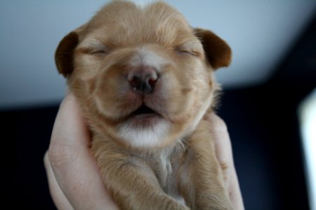 Austin, United states, Puppy