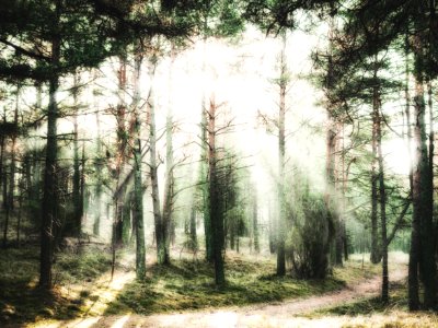 Trees, Light, Forest