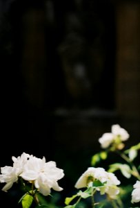 selective focus photography of white petaled flowers at daytime