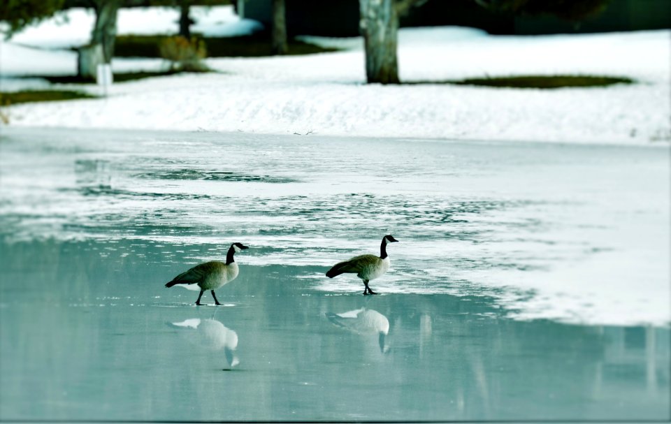 Eagle crest resort, Redmond, United states