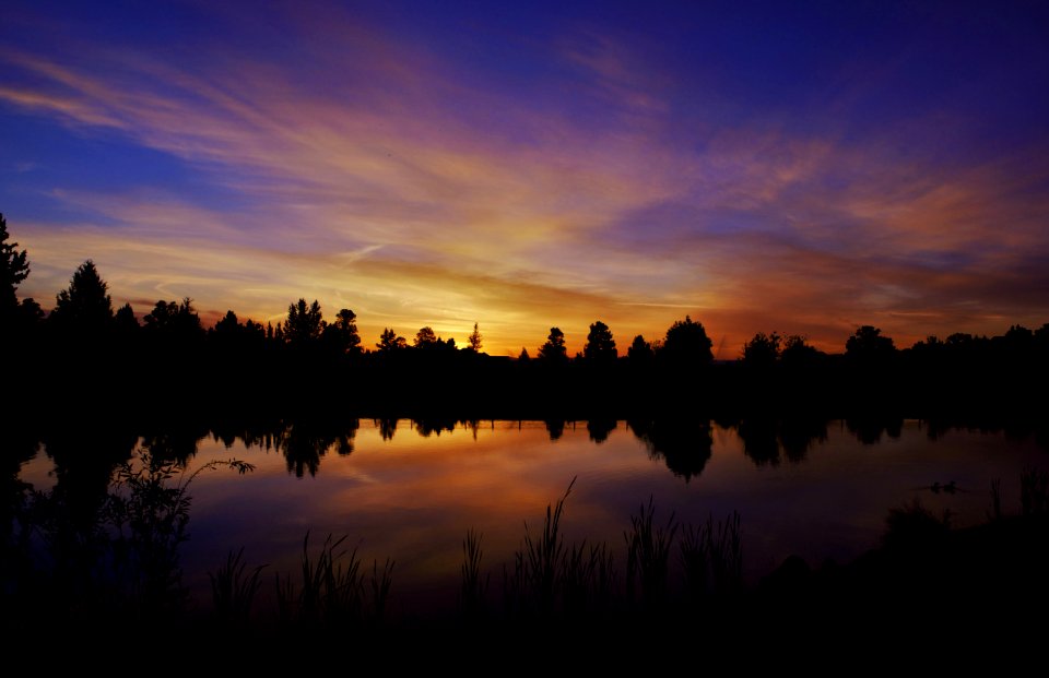 silhouette of trees near body of water painting