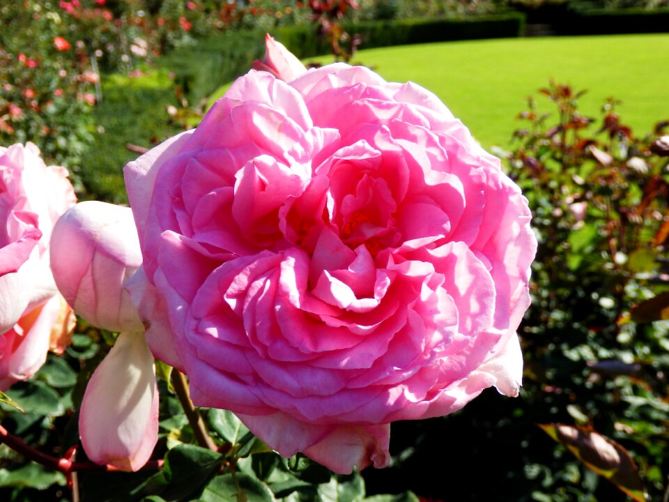 Flower garden blossom