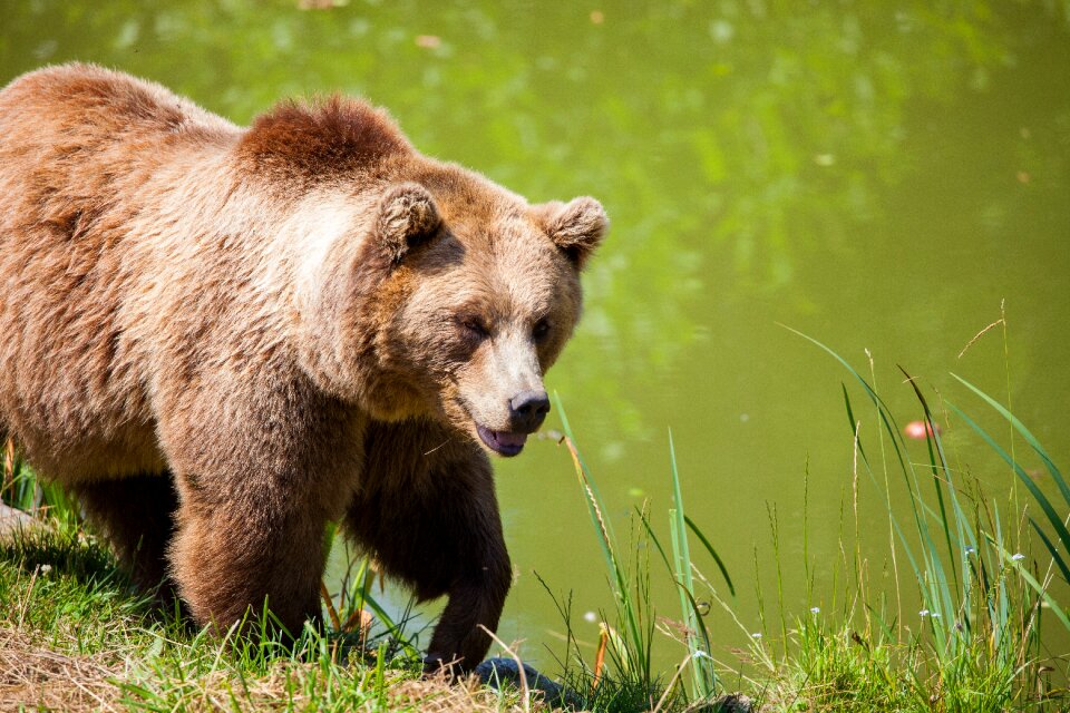 Brown bear animal portrait nature
