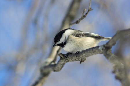 black and white feathered bird perching on tree