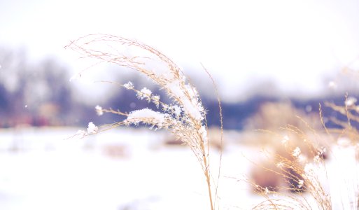 white plant in close up photography