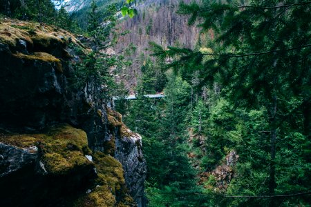 Diablo lake, United states, Forest photo