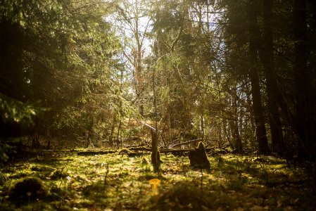 Sweden, Spring, Trees