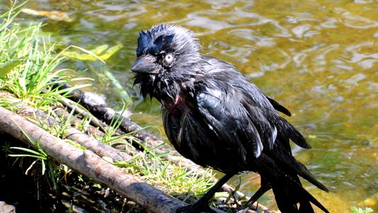 Rook bird black sight
