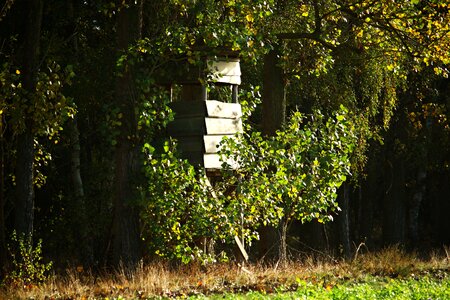 Forest lauer hunter was