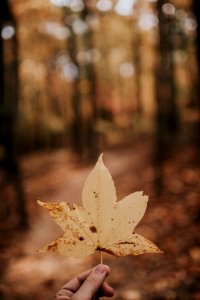 person holding brown leaf photo
