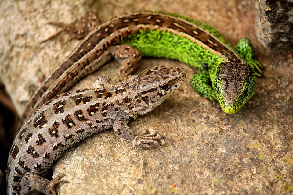 Lizard cold blooded animals nature