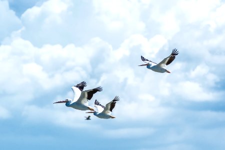 flying white birds under cloudy sky photo