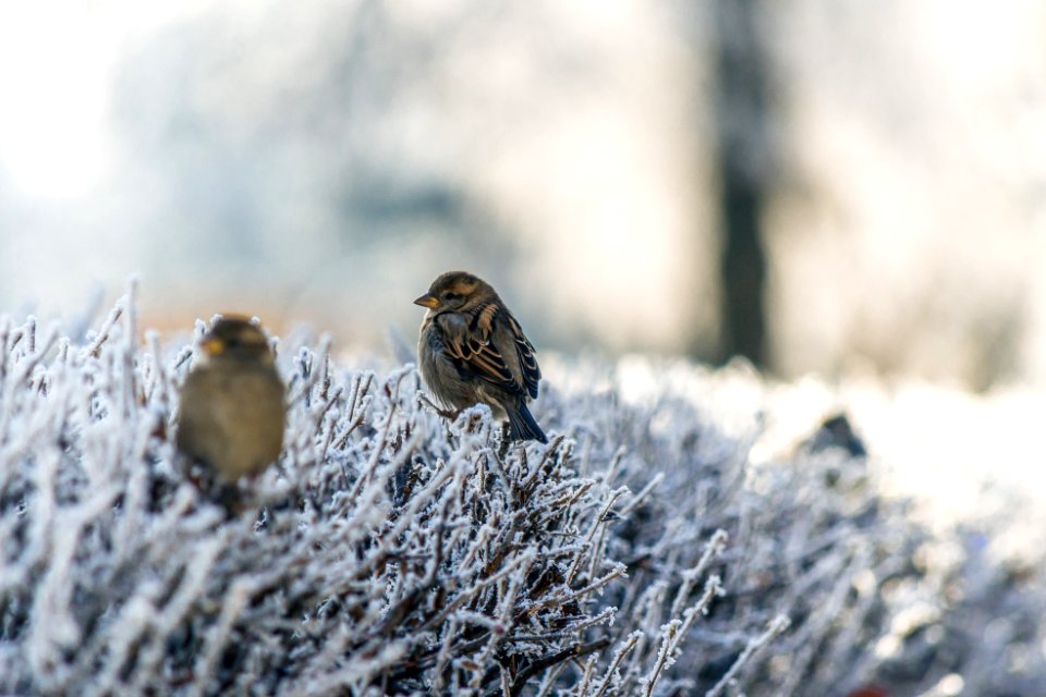 two brown birds on snowfield plant