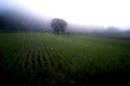 shallow focus photography of spider web