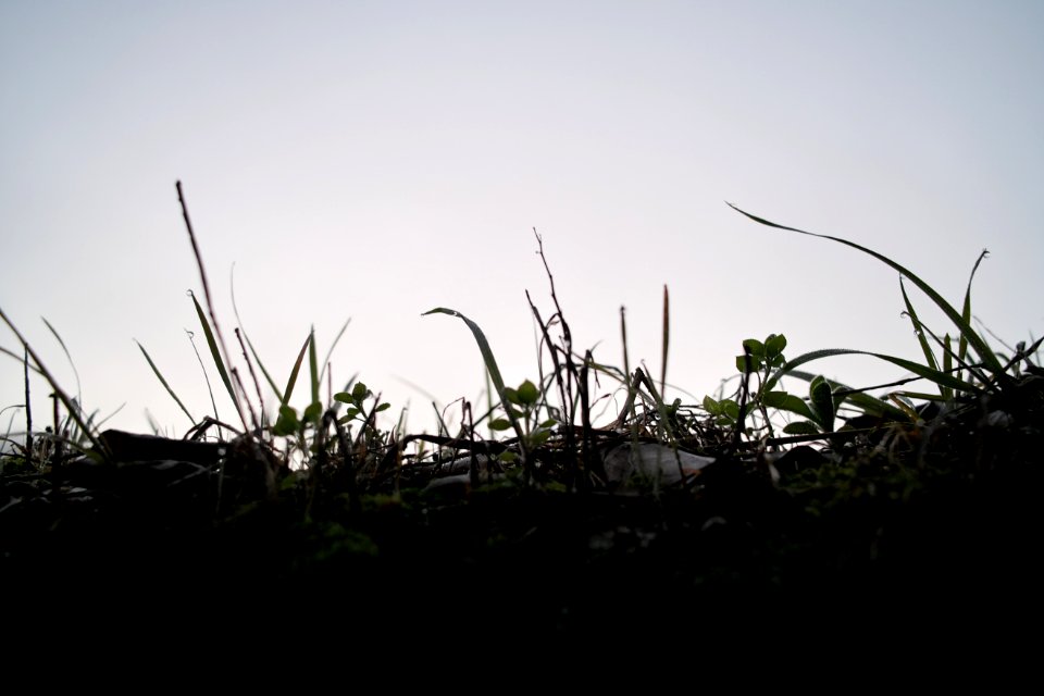 Nantan, Japan, Grass