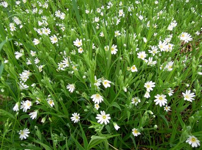 Bloom flowers of the field flower