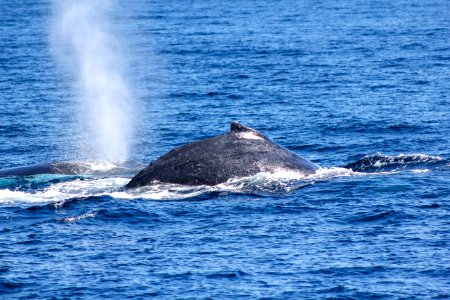 Whale, Gold coast, Whalewatching photo