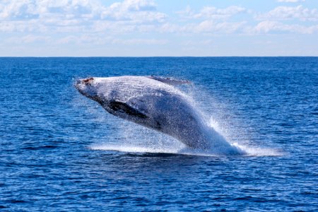 gray whale jumping on sea at daytime photo