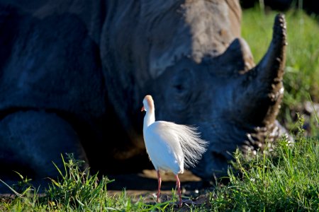 Phinda private game reserve, Hluhluwe, South africa
