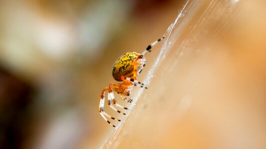 Macro insect nature