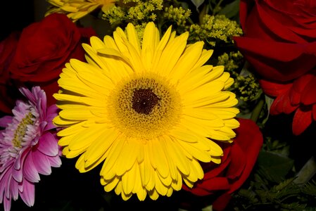 Flower gerbera daisy yellow photo