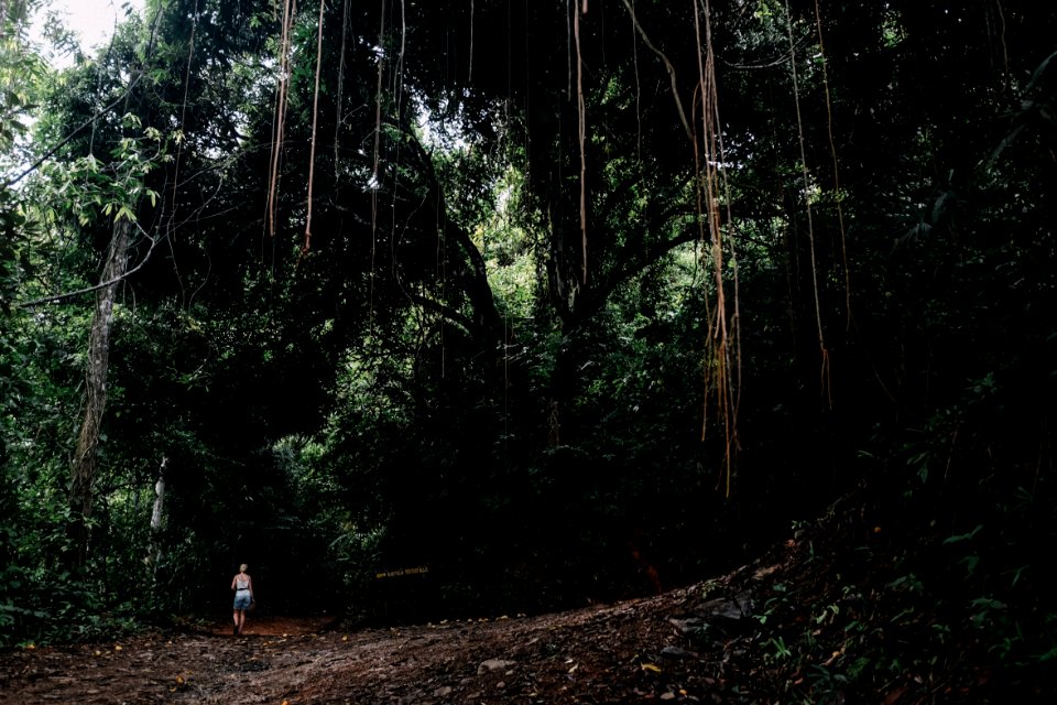 person standing into woods