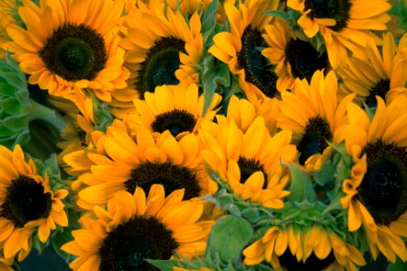 bunch of sunflowers photo