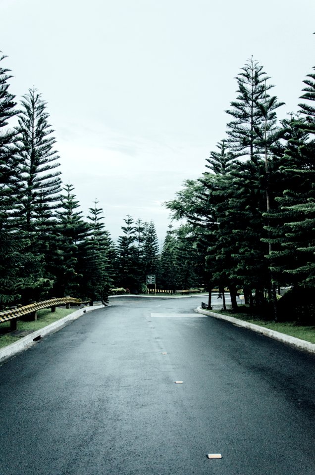 Sky, Road, Pine trees