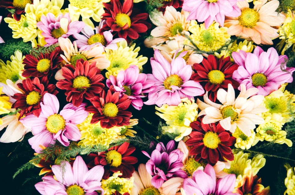 Colors, Flora, Nature