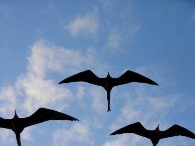 Galpagos isl, Ecuador