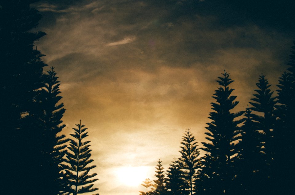 silhouette of trees under gray clouds photo