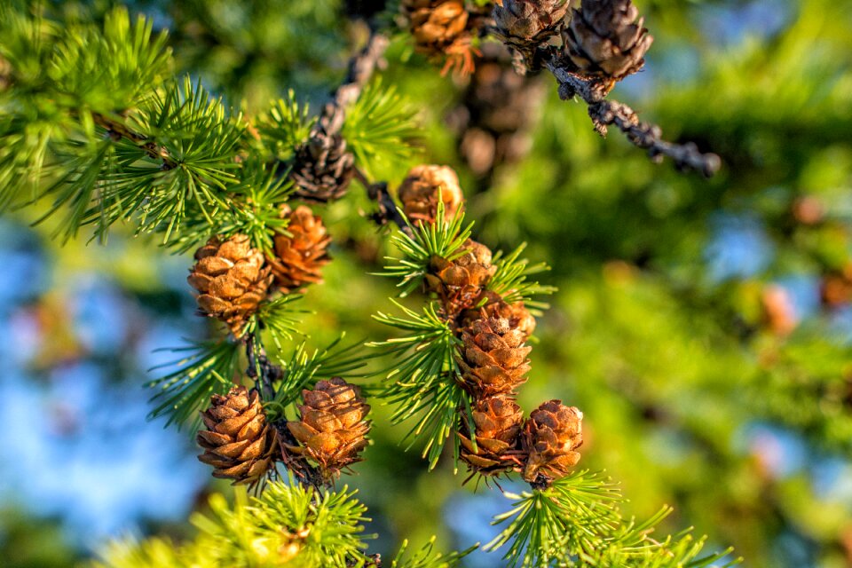 Pine i am looking for a good face bogart village mongolia
