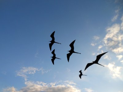 five silhouette of birds flying on sky photo