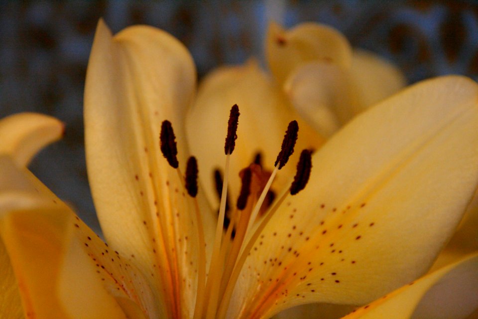 Orange, Yellow, Happy