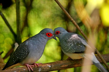 Freedom, Couple, Red