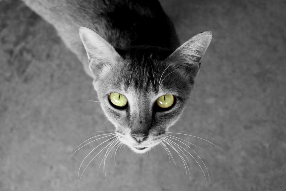 Bangkok, Thail, Green eyes