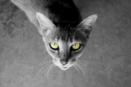 Bangkok, Thail, Green eyes