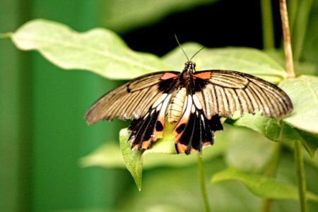 Ko lanta, Thail, Wings