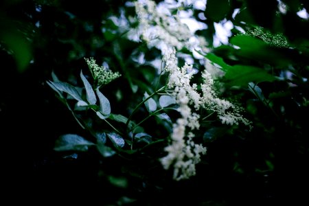 Spring, Flower, Bloom