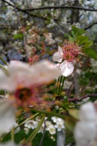 Tree, Nature, Flower