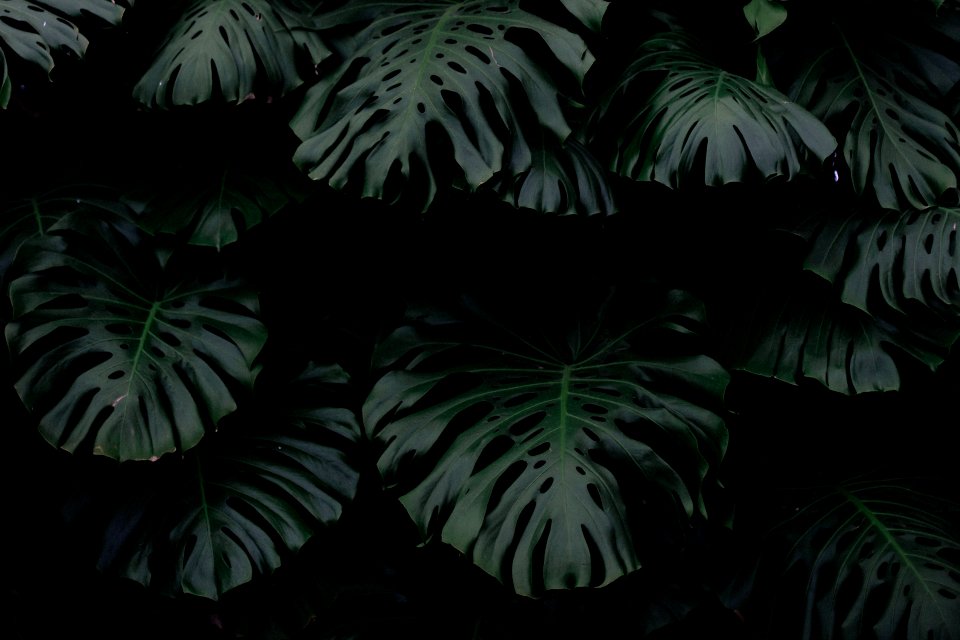 green leaf plants