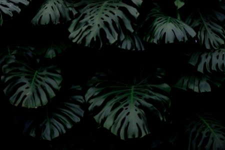 green leaf plants
