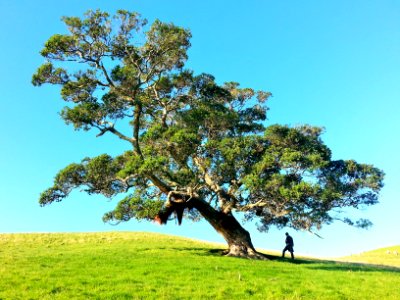 man under tree during daytime photo