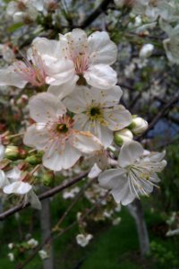 Nature, Flower